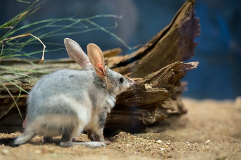 Le bilby Le bilby