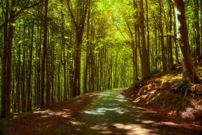 Le parc forestier de Casentinesi en Italie Le parc forestier de Casentinesi en Italie