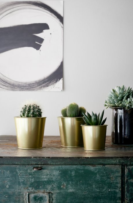 Les cactus Les cactus