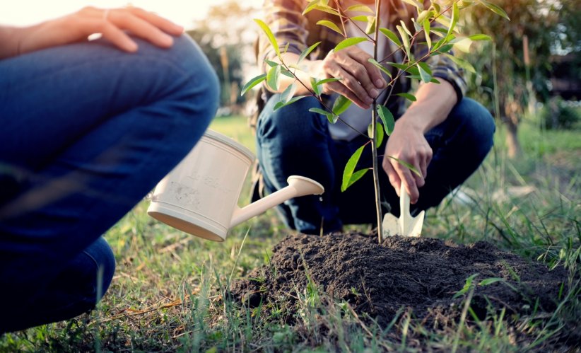 Bien respecter la plantation des arbres fruitiers Bien respecter la plantation des arbres fruitiers