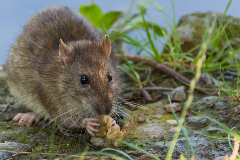 La leptospirose, appelée la maladie des rats La leptospirose, appelée la maladie des rats