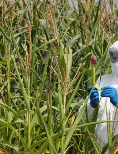 10 choses à savoir pour mieux comprendre les OGM
