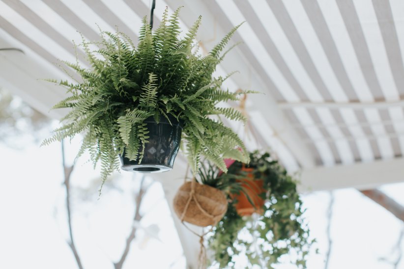 Se servir de collants comme suspension pour plantes Se servir de collants comme suspension pour plantes
