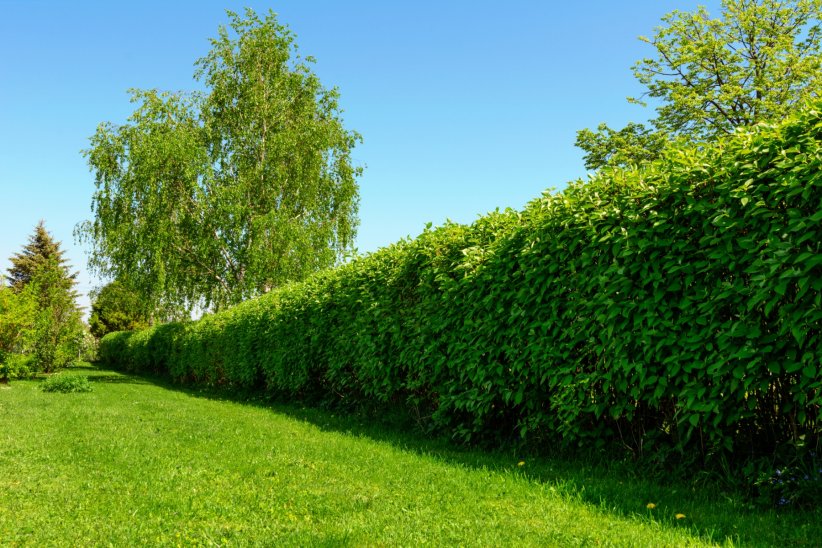 Installer des haies Installer des haies