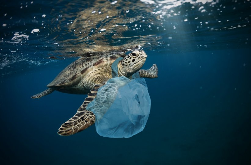 1,5 million d'animaux tués par le plastique par an 1,5 million d'animaux tués par le plastique par an