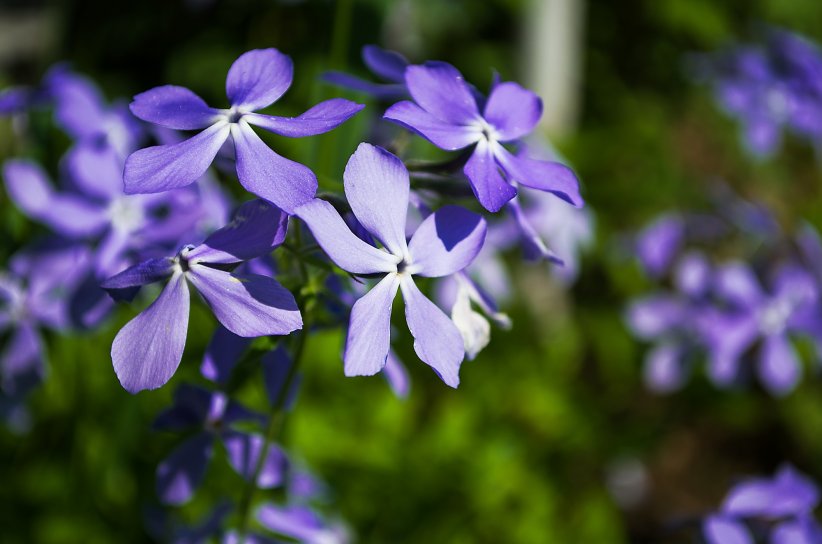 La petite pervenche, fleur anti-âge La petite pervenche, fleur anti-âge