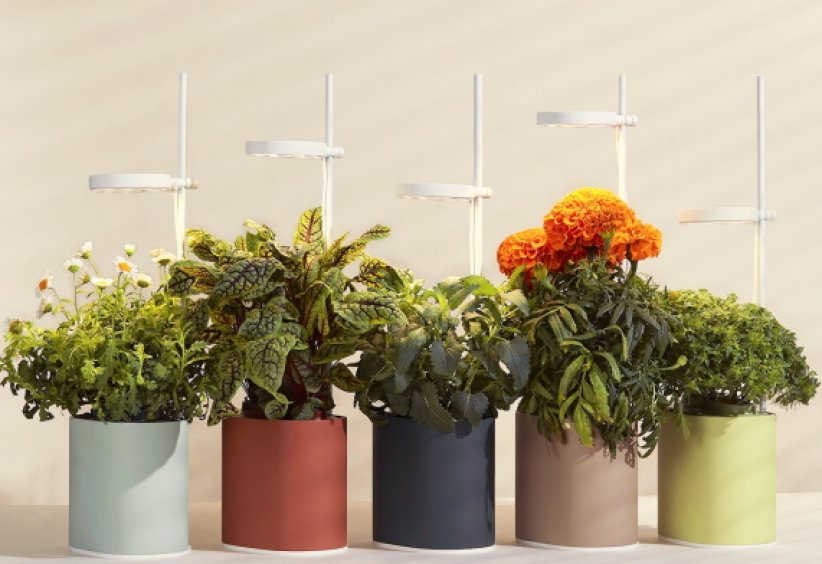 Un jardin connecté pour Noël Un jardin connecté pour Noël