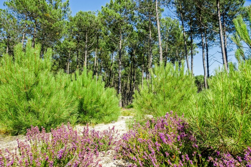La forêt des Landes La forêt des Landes