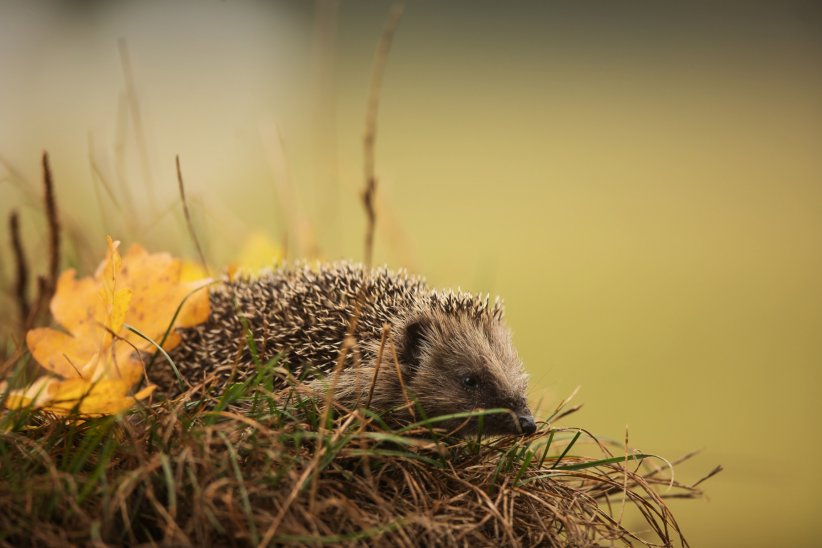 Un coin sauvage, il faut conserver Un coin sauvage, il faut conserver