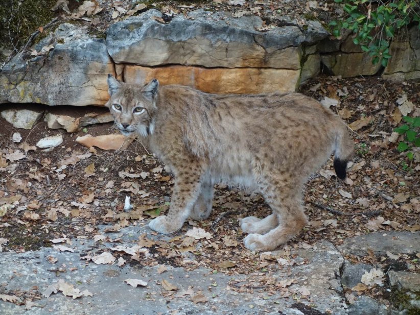 Le parc animalier de Gramat (Lot) Le parc animalier de Gramat (Lot)