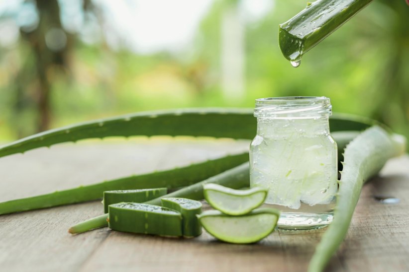 Passion aloe vera Passion aloe vera