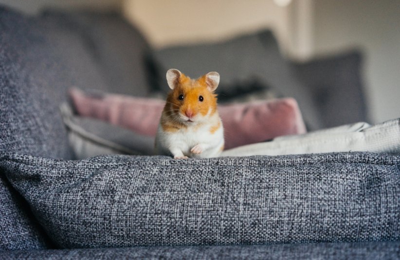 Le hamster : une séance de vétérinaire par an Le hamster : une séance de vétérinaire par an