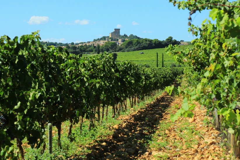 Le vignoble de Châteauneuf-du-Pape Le vignoble de Châteauneuf-du-Pape