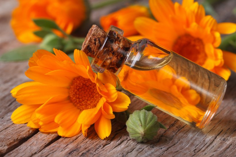 L'huile de calendula L'huile de calendula
