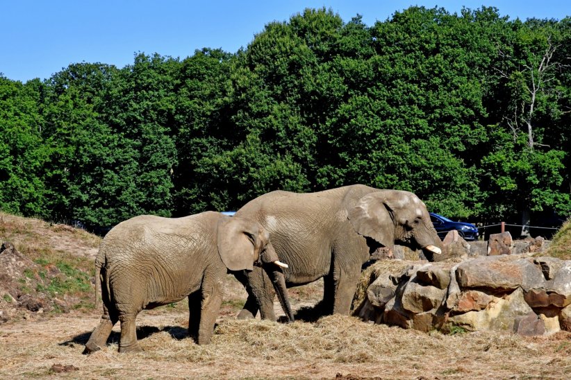 Le zoo safari de Thoiry dans les Yvelines (78) Le zoo safari de Thoiry dans les Yvelines (78)