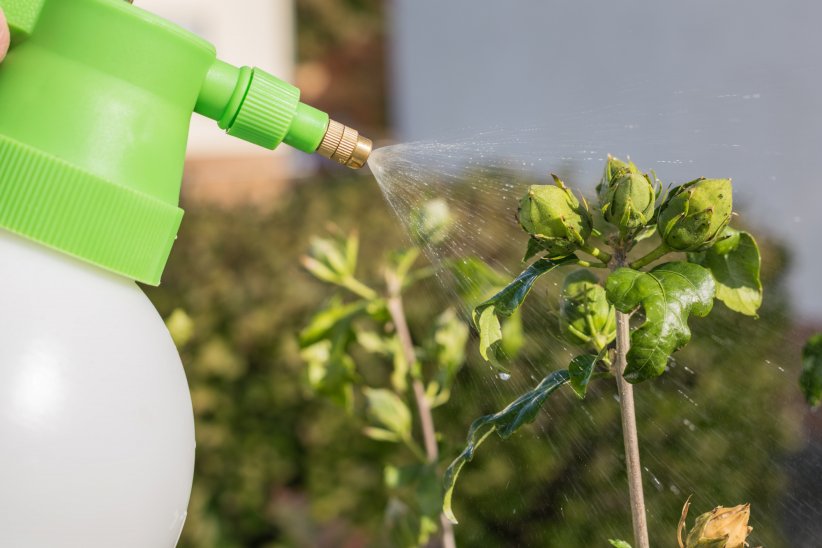 En spray contre les pucerons En spray contre les pucerons