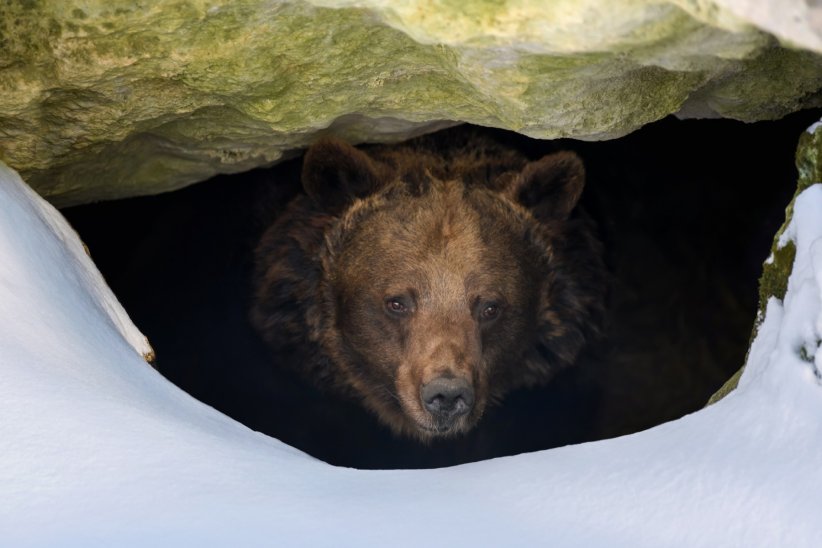 Un sommeil hivernal variable en fonction de son environnement Un sommeil hivernal variable en fonction de son environnement