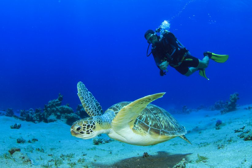 Bali en Indonésie pour approcher des tortues Bali en Indonésie pour approcher des tortues