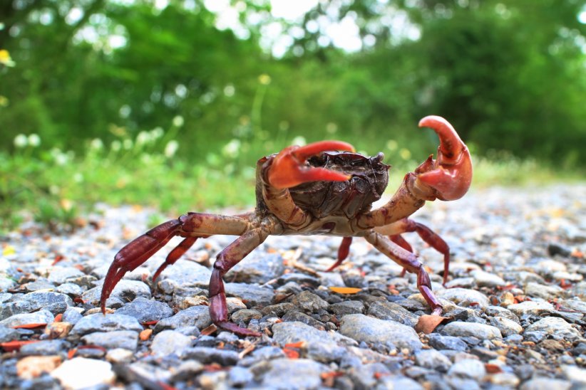L'île aux crabes, Australie L'île aux crabes, Australie