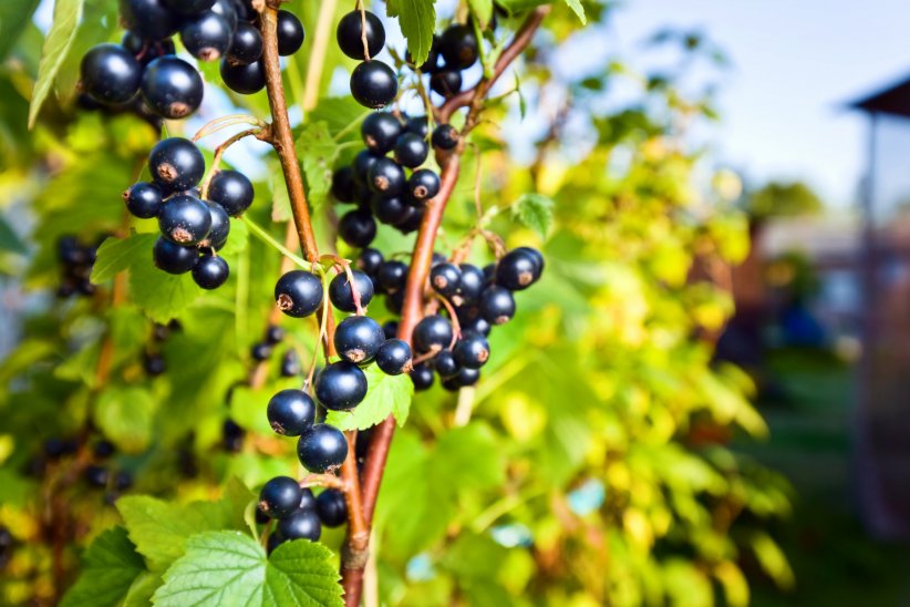 Le bourgeon de cassis : la plante idéale contre les maux de l'hiver Le bourgeon de cassis : la plante idéale contre les maux de l'hiver