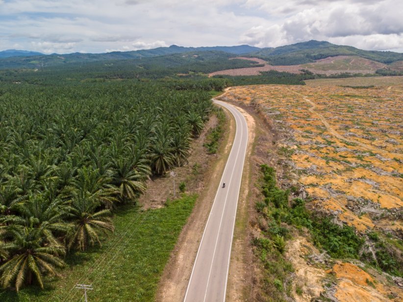 Les plantations d'huile de palme dégradent la qualité des sols Les plantations d'huile de palme dégradent la qualité des sols