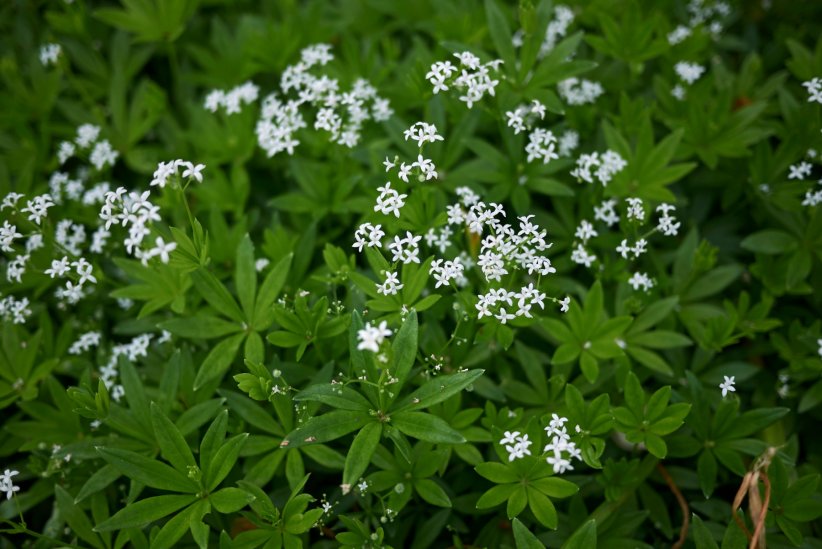 L'aspérule odorante L'aspérule odorante