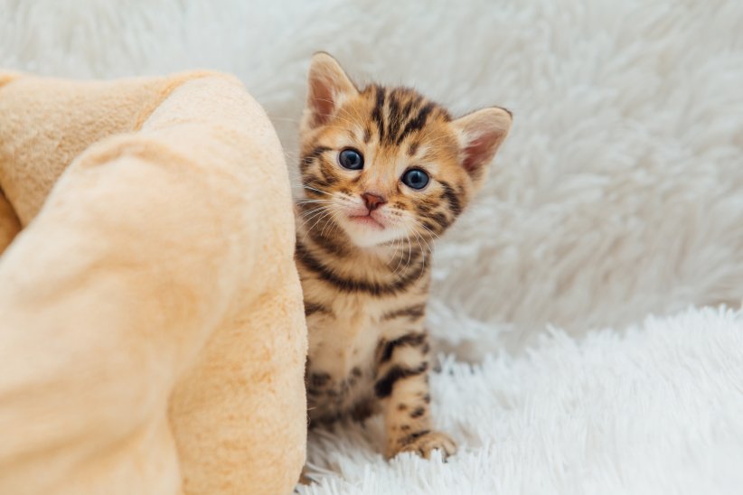 PetCam, des possibilités infinies pour rester auprès de son animal PetCam, des possibilités infinies pour rester auprès de son animal