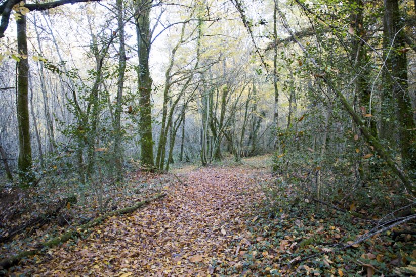 Ça sent bon les sous-bois Ça sent bon les sous-bois
