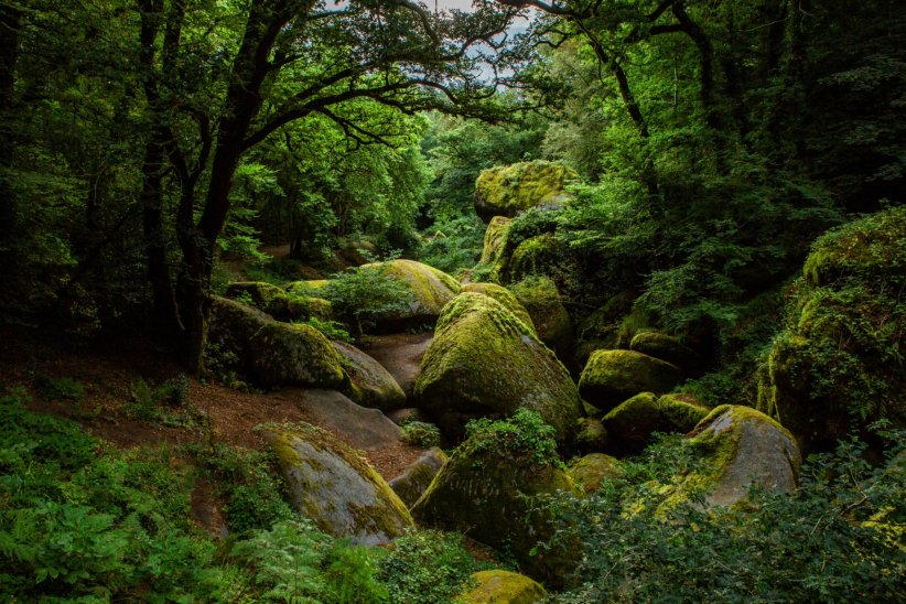 La forêt d'Huelgoat (Bretagne) La forêt d'Huelgoat (Bretagne)