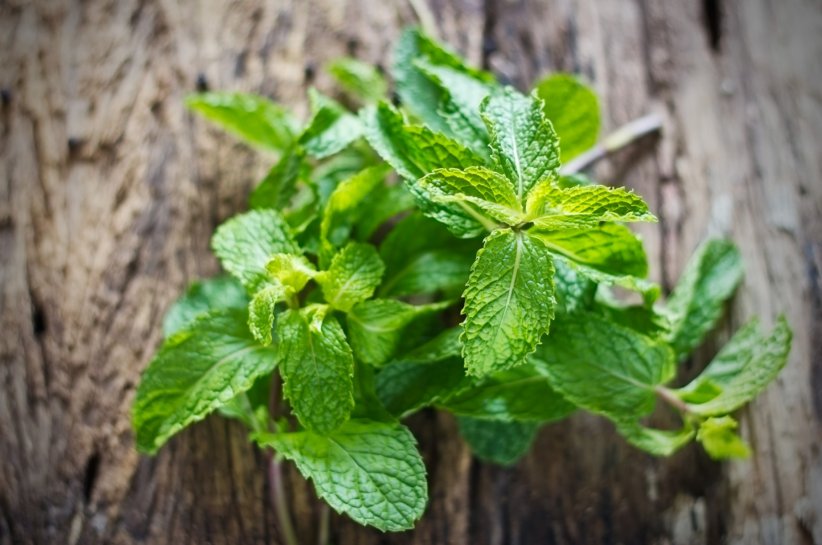 La menthe vs les problèmes respiratoires La menthe vs les problèmes respiratoires