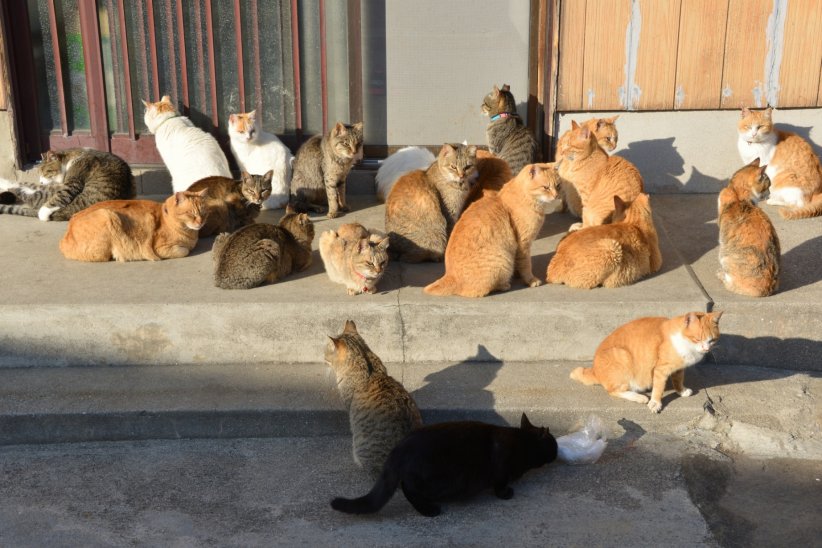 L'île aux chats, Japon L'île aux chats, Japon