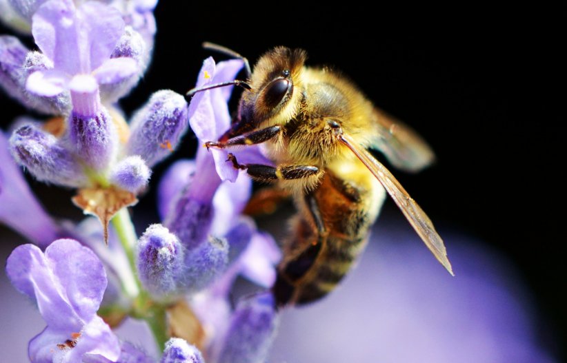 Semer des plantes mellifères Semer des plantes mellifères