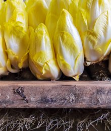 Endives : comment les rendre moins amères ?