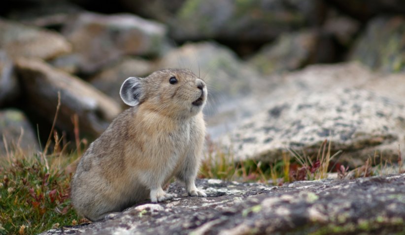 Le pika des îles Tyrrhéniennes Le pika des îles Tyrrhéniennes