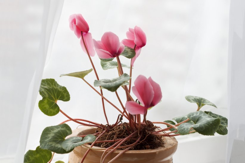 Le cyclamen Le cyclamen