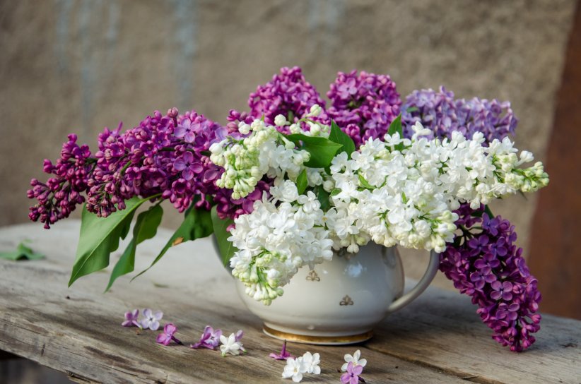 Le lilas : pour des sentiments naissants Le lilas : pour des sentiments naissants