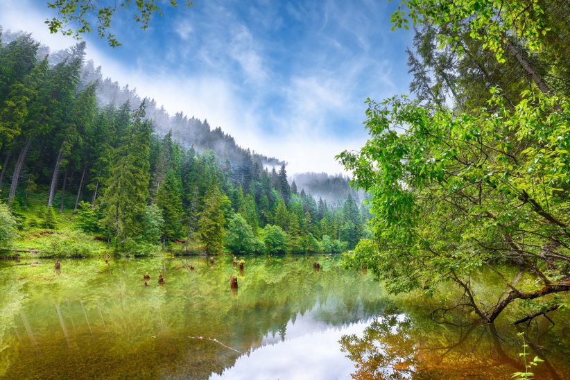 La forêt des Carpates La forêt des Carpates