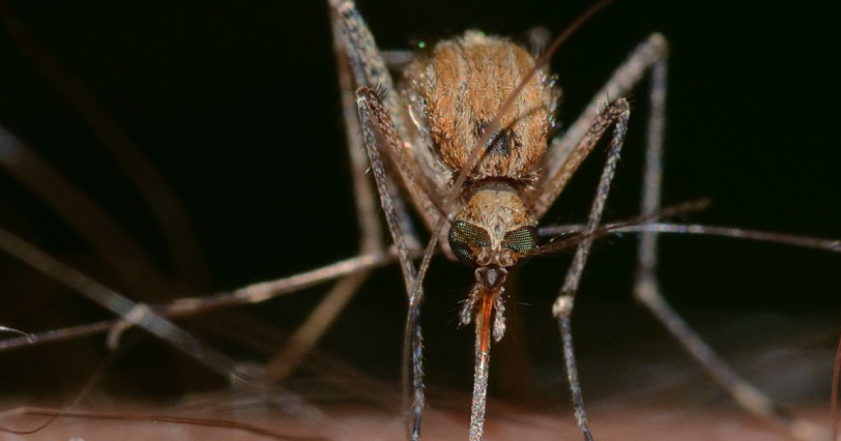 Reunion Chikungunya Deaths: 12 Linked Since January - News Directory 3