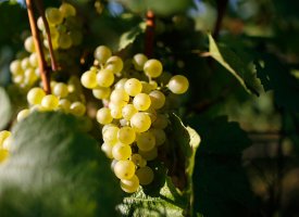 Coronavirus : chute des expéditions de champagne en 2020