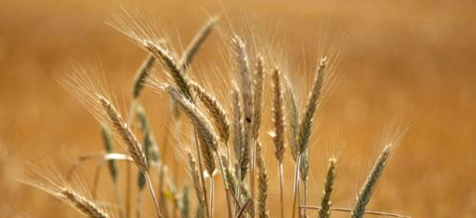 Calyxt (Cellectis) teste son blé en plein champ aux Etats-Unis