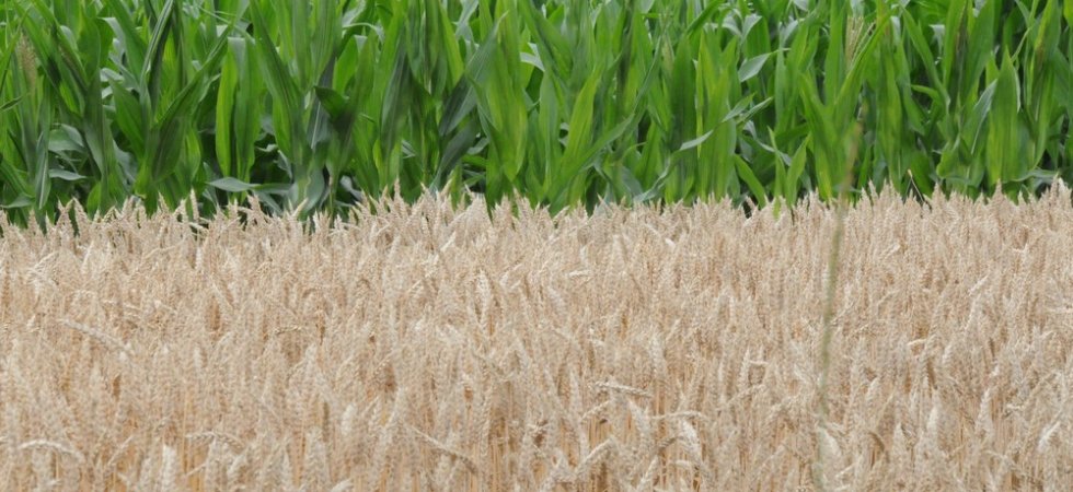 Vilmorin & Cie et Sofiprotéol consolident leur partenariat stratégique dédié aux Semences de Grandes Cultures en Europe