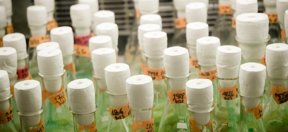 Fermentalg vers une co-entreprise avec Suez