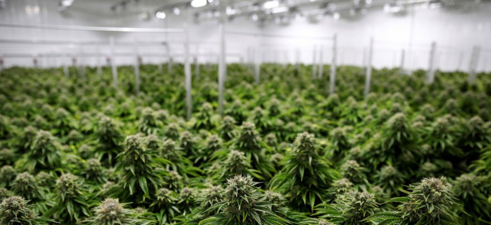 L'État de New York légalise le cannabis récréatif