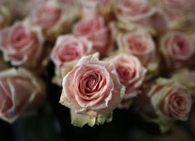 Coronavirus : environ 15% des fleuristes pourraient disparaître