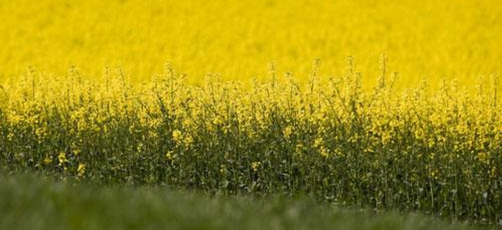 Winfarm : chiffre d'affaires 2020 un peu meilleur que prévu
