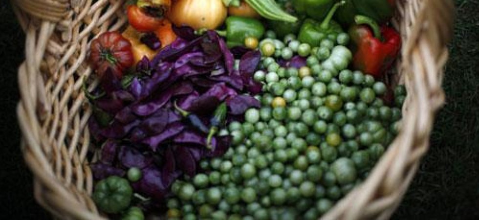 Vilmorin : bonne résistance de la marge opérationnelle