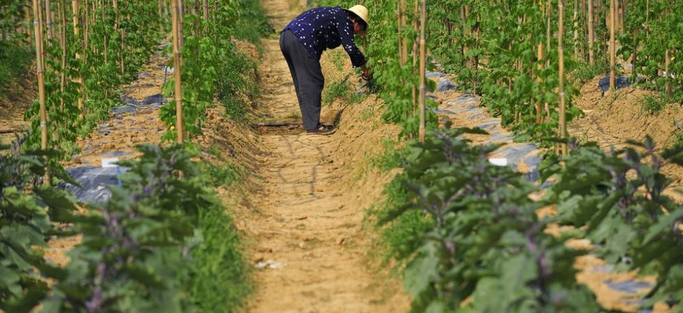 Vilmorin : 1 euro de dividende en vue et objectifs 2020-2021 confirmés
