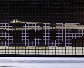 Coupe Davis : Les tournois du Grand Chelem au soutien de la compétition