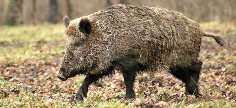 Drôme : partie de chasse mortelle pour un septuagénaire