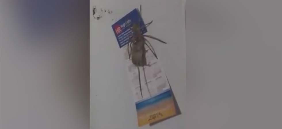 Australie: une araignée transporte un cadavre de souris